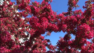 PRAIRIE FIRE CRABAPPLE TREE  Spring Flowers [upl. by Piers]