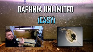 How I Raise Daphnia Water Fleas And You Can Too [upl. by Suirada]