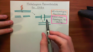 Homologous Recombination for Double Strand Breaks Part 1 [upl. by Wahl]