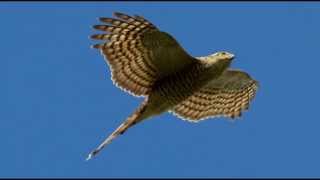 Sparrowhawk Bird Call Bird Song [upl. by Ardnalahs]