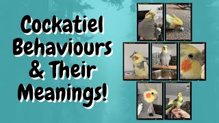 Cockatiel Behaviours and Their Meanings  TheParrotTeacher [upl. by Olney]