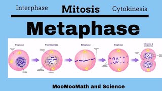 Metaphase Mitotic Stages [upl. by Hans]