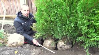 Hecke pflanzen  Thuja  Erster Heckenschnitt  TUTORIAL  HD [upl. by Schoof883]