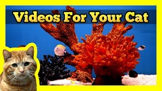 Videos for your Cat  Fish Tank Trigger Fish Yellow Wrasse Domino Damsel [upl. by Mastrianni378]