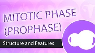 Steps of Mitosis Prophase [upl. by Steinberg]