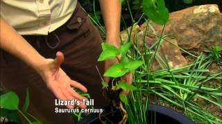 Plants for Water Gardens [upl. by Leverick]