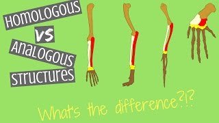 Homologous Structures vs Analogous Structures  Key Differences [upl. by Wernher860]