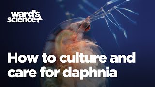 Caring and Culturing for Daphnia [upl. by Elocel]