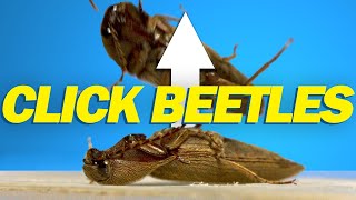 How do click beetles jump [upl. by Eened]