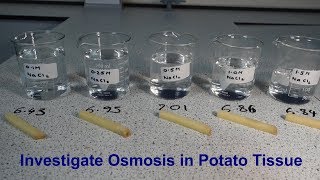 Osmosis Required Practical GCSE Biology [upl. by Rodrique]