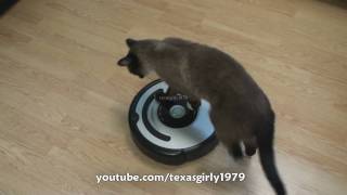 Cat shows HOW TO use iRobot Roomba Vacuum [upl. by Oguh]