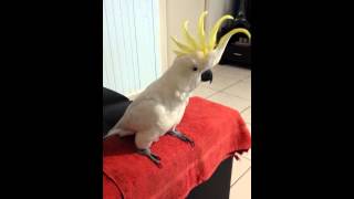 Cockatoo dancing to quotHappyquot by Pharrell Williams [upl. by Abeu]