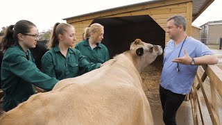 Veterinary Medicine at Cambridge [upl. by Bernadina55]