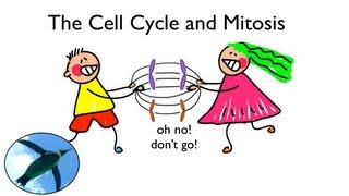 Cell Cycle and Mitosis [upl. by Kaiulani]