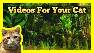 Videos for your Cat  Longest Aquarium Fish Tank Video On Youtube [upl. by Nairadas587]