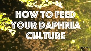 How To Feed Your Daphnia Culture [upl. by Aseela]