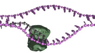 Homologydependent double strand break repair [upl. by Llessur]