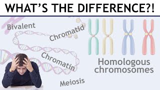 Homologous chromosomes sister chromatids bivalents etc explained [upl. by Oinigih148]