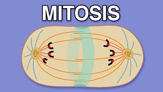 MITOSIS CYTOKINESIS AND THE CELL CYCLE [upl. by Obara]