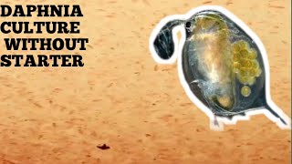 HOW TO CULTURE DAPHNIA NATURALLY WITHOUT A STARTER [upl. by Carlile]