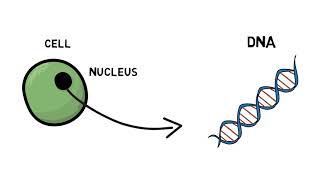 Mendelian Genetics and Punnett Squares [upl. by Relyhcs]