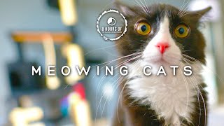 Scare MICE Away FAST with These CAT Meowing Sounds Cat Sounds to Scare Mice [upl. by Eduino]