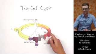 What is the Cell Cycle [upl. by Liagabba]