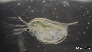 Daphnia magna under the Microscope [upl. by Imugem720]