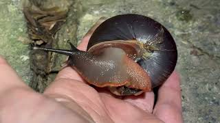 Pleurodonte Excellens Night Snails Samana Dominican Republic [upl. by Ernestine]