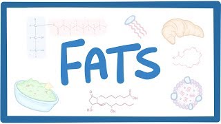 Fats  biochemistry [upl. by Hnao312]