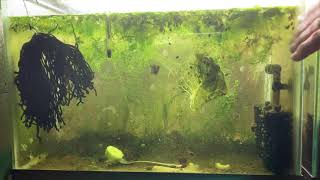 Scuds Daphnia Cherry Shrimp Copepods My aquatic food culture [upl. by Pearline377]