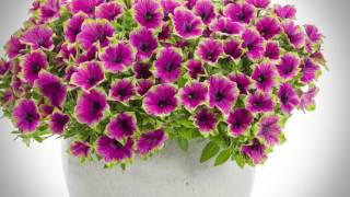 Supertunia® Picasso in Purple™ Petunia from Proven Winners [upl. by Eyoj]