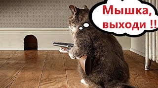 ПРИКОЛЫ С КОТАМИ Самая смешная озвучка животных СМЕШНЫЕ КОТЫ [upl. by Nwahs]