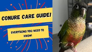 Conure Care Guide  Everything You Need To Know  TheParrotTeacher [upl. by Atyekram]