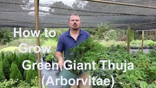 How to grow Green Giant Thuja Arborvitae with detailed description [upl. by Hildy531]