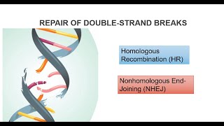 DNA Double Strand Breaks And Repair Systems Part 2 [upl. by Fachini]