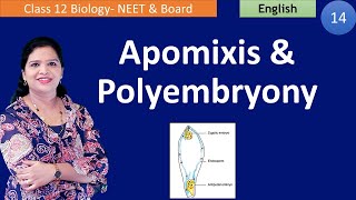 Apomixis and Polyembryony NCERT Class 12  English [upl. by Odlopoel]