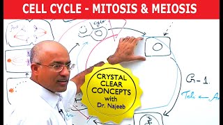 Cell Cycle and Genes  Mitosis amp Meiosis [upl. by Ahsienaj]