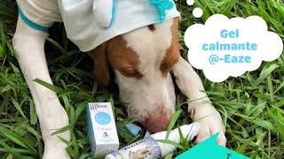 Calmante Natural para Pets  Zen Animal [upl. by Orji]