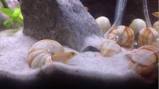 Lamprologus Ocellatus Gold [upl. by Towbin]