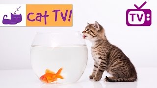 Cat TV  30 Min Fish Swimming in Tank Combined with Calming Music Engaging TV for Cats Ep 4 [upl. by Llertnov]