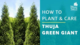 Thuja Green Giant Arborvitae  How to Plant amp Care [upl. by Eanerb]