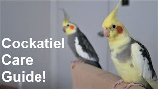 Cockatiel Care Guide  Everything You Need To Know  BirdNerdSophie [upl. by Vevine]