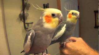 Talking Cockatiel quotPretty Birdquot Conversation [upl. by Coppinger]