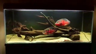 Oscar fish Astronotus ocellatus 450l tank [upl. by Ahseit]