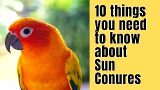 10 Things you NEED to know about SUN CONURES [upl. by Einehpets627]