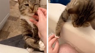 Cat Tries To Save His Owner From Bath [upl. by Kimberlee]