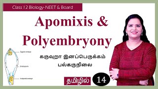 Apomixis and Polyembryony  Tamil [upl. by Skipton460]