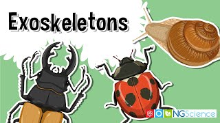 Exoskeletons – The Armor of the Arthropods [upl. by Assenyl]