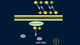 Cell Wall Synthesis [upl. by Aidualc840]